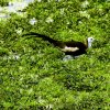 Pheasant-tailed jacana (Hydrophasianus chirurgus)