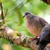 Spotted dove (Spilopelia chinensis / Streptopelia chinensis )