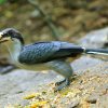 Sri Lanka Grey Hornbill (Ocyceros gingalensis)