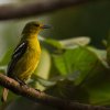 Common Iora - Thalangama and Yala, Sri Lanka