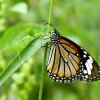 Common Tiger (Danaus genutia)