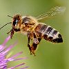 RoundUp (Glyphosate) and Collapse of HoneyBee Colonies