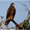 Snail Kite - Amazon, Brazil