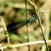 Mountain Reedling (Indolestes gracilis gracilis)