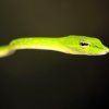 Green vine snake (Ahaetulla nasuta)