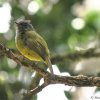 Grey-headed canary-flycatcher (Culicicapa ceylonensis)