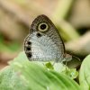 White Four-ring (Ypthima ceylonica)