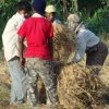 Maha Harvesting Paddy using the tractor driven thresher known as Tsunami