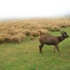 Sambar in the Mist