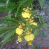 Kandyan dancer - Orchids