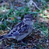 Female House Sparrow (Passer domesticus)
Photo taken at Albert...