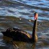 Black Swan - Lake Pupuke, Takapuna
Photograph by Kesara...