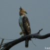 Crested Hawk-Eagle (Nisaetus cirrhatus)
Also know as Changeable...