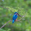 Common Kingfisher (Alcedo atthis)
Location: Udawalawe, National...