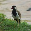 Red-wattled Lapwing (Vanellus indicus) by Kesara.