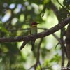 Chestnut-headed Bee-eater (Merops leschenaulti) by Kesara.