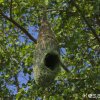 Weaver’s Nest (Photograph by Kesara)