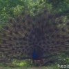 Dancing Peafowl by Kesara.