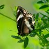 Common Sailer (Neptis hylas) by Kesara.