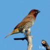 Scaly-breasted Munia by Kesara.