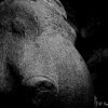 The Broken Elephant Statue

Photograph by Kesara Rathnayake...