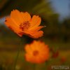 Ata Pethiya Flower (අට පෙතියා)
Photograph by Kesara Rathnayake...