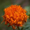 Marigold Flower
Photograph by Kesara Rathnayake [flickr].