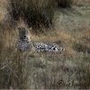 Leopard at Wilpattu National Park, Sri Lanka. 