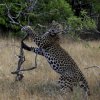 Leopard in a playful mood. Wilpattu National Park, Sri Lanka. 