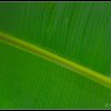 Banana Leaf
Photograph by Kesara Rathnayake [flickr].