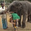 Elephants at Natha Devale, Kandy.
A baby elephant and Mahout...