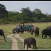 Minneriya Safari with Wild Elephants
Photo taken at Minneriya...