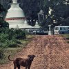 Stray dog near Eeyam Poruwa Raja Maha Vihare, Kotte. Temples...