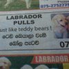 Say what? Insulting Labrador puppies everywhere. Via @takashiG. 