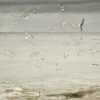 Fishing Terns, Kalpitiya beach.
