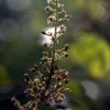 Mango Flowers
Taken with old Helios 44-2 lens.
Photograph...