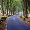 Twin Oaks Drive, Cornwall Park, Auckland, New Zealand
Photograph...