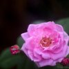 Pink Rose
Photograph by Kesara Rathnayake [flickr].
——This image...