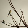 Chestnut-headed Bee-eaters (Merops leschenaulti)

Photograph...