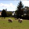 Sheep in Cornwall Park
Photo taken at Cornwall Park, Auckland,...