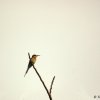 Chestnut-headed Bee-eater (Merops leschenaulti) near Talangama...