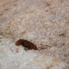 Ant Nest
Photograph by Kesara Rathnayake [flickr].
——This image...