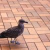 Sea Bird
NOTE: Could not find the exact name of this bird. If...