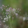 Bokeh with Flowers
Photograph by Kesara...