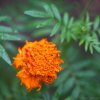 Marigold flower
Photograph by Kesara Rathnayake [flickr].
——This...