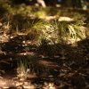 Grass
Photo taken at Albert Park, Auckland Central, New...