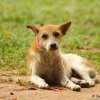 Posing Dog
Photograph by Kesara Rathnayake [flickr].
——This...