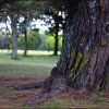 Standing Firm

Photo taken at Cornwall Park, Auckland, New...