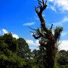 Still Standing - A tree at Bathalagoda tank,...