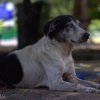 The Street Dog
Photograph by Kesara.
Event: World Wide Photo...